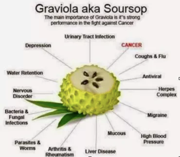 Graviola – The Miracle Fruit